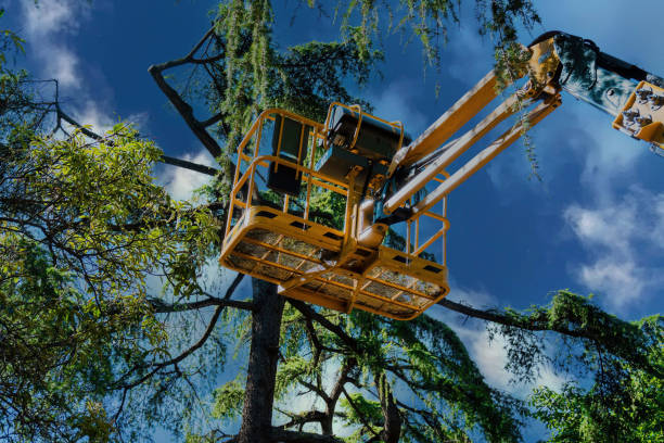 How Our Tree Care Process Works  in  Beaver Dam, AZ