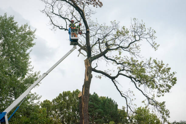 Best Root Management and Removal  in Beaver Dam, AZ