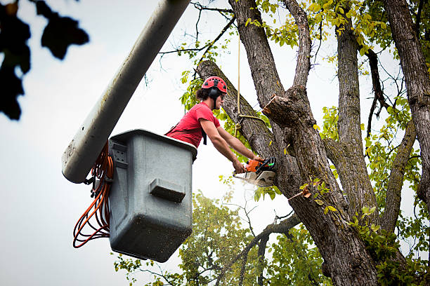 Tree and Shrub Care in Beaver Dam, AZ