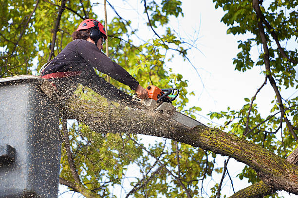 Best Tree Trimming and Pruning  in Beaver Dam, AZ