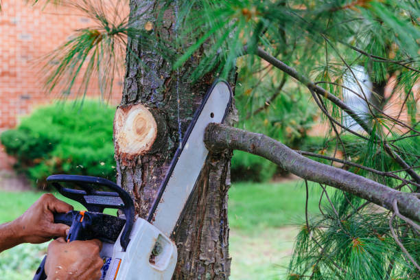 Trusted Beaver Dam, AZ Tree Removal Experts